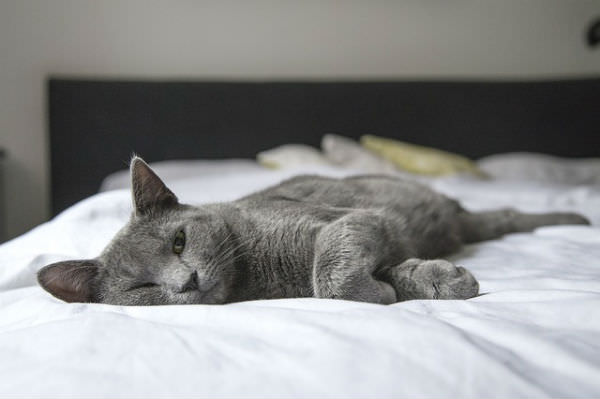 cat on a bed